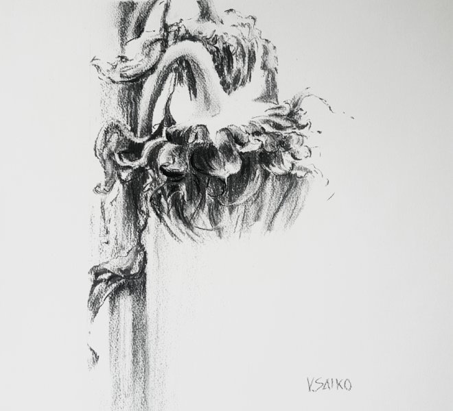 Sunflowers, 15 x 20 inch, charcoal on paper